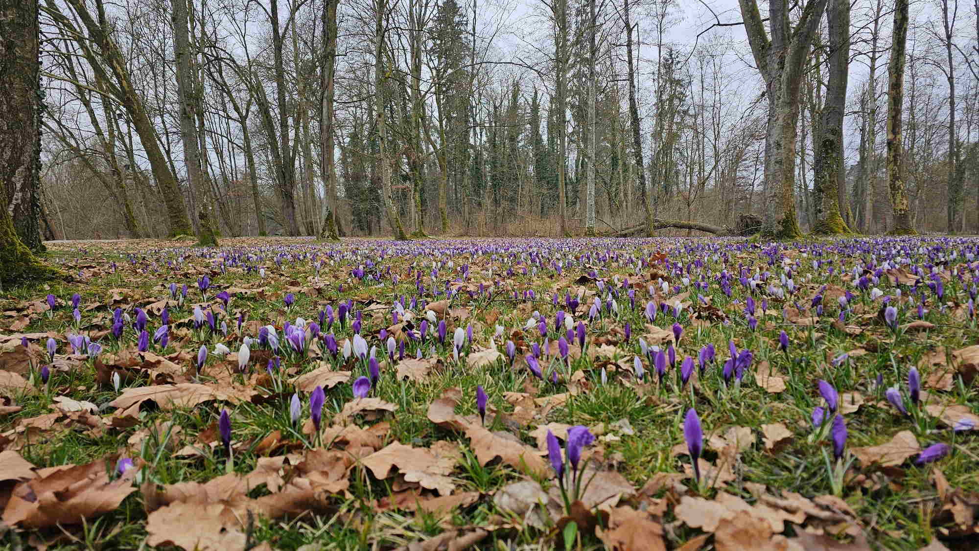 Frühlingskrokusse im Luitpoldshain.