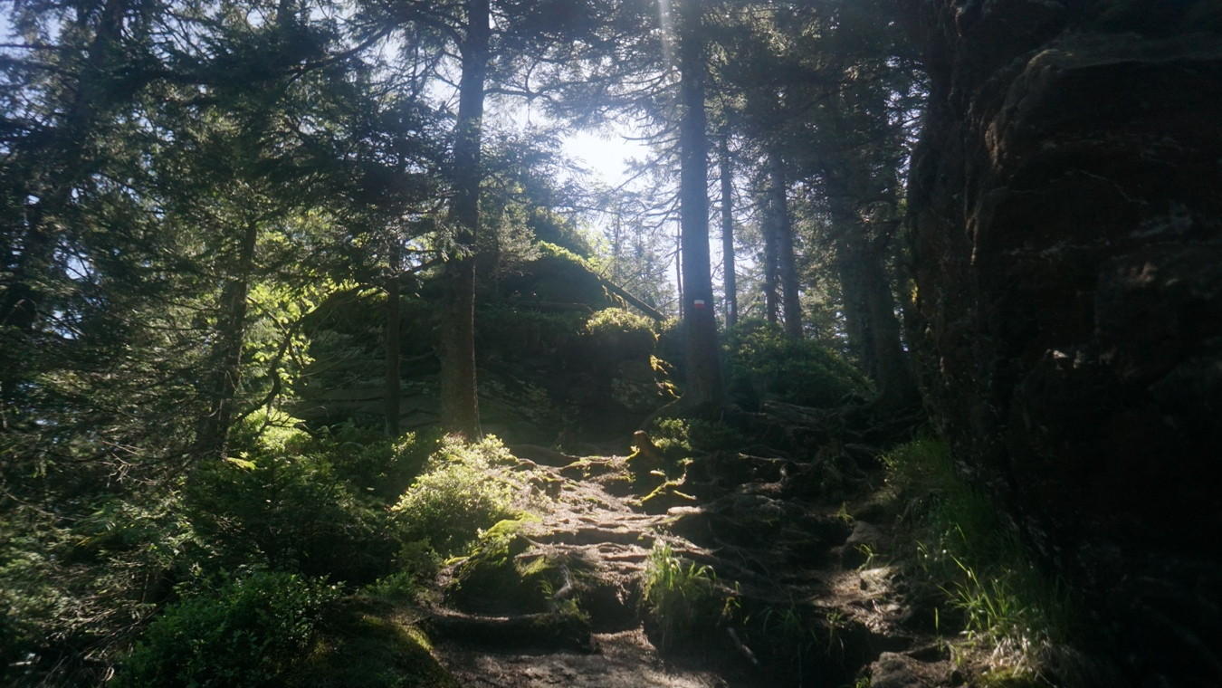 Sonnengfluteter Wald beim Schwarzeck im Bayerischen Wald.
