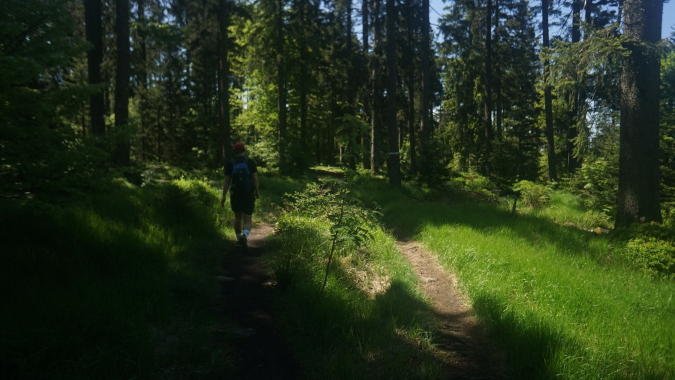 Der Wald beim Reischflecksattel im Bayerischen Wald.