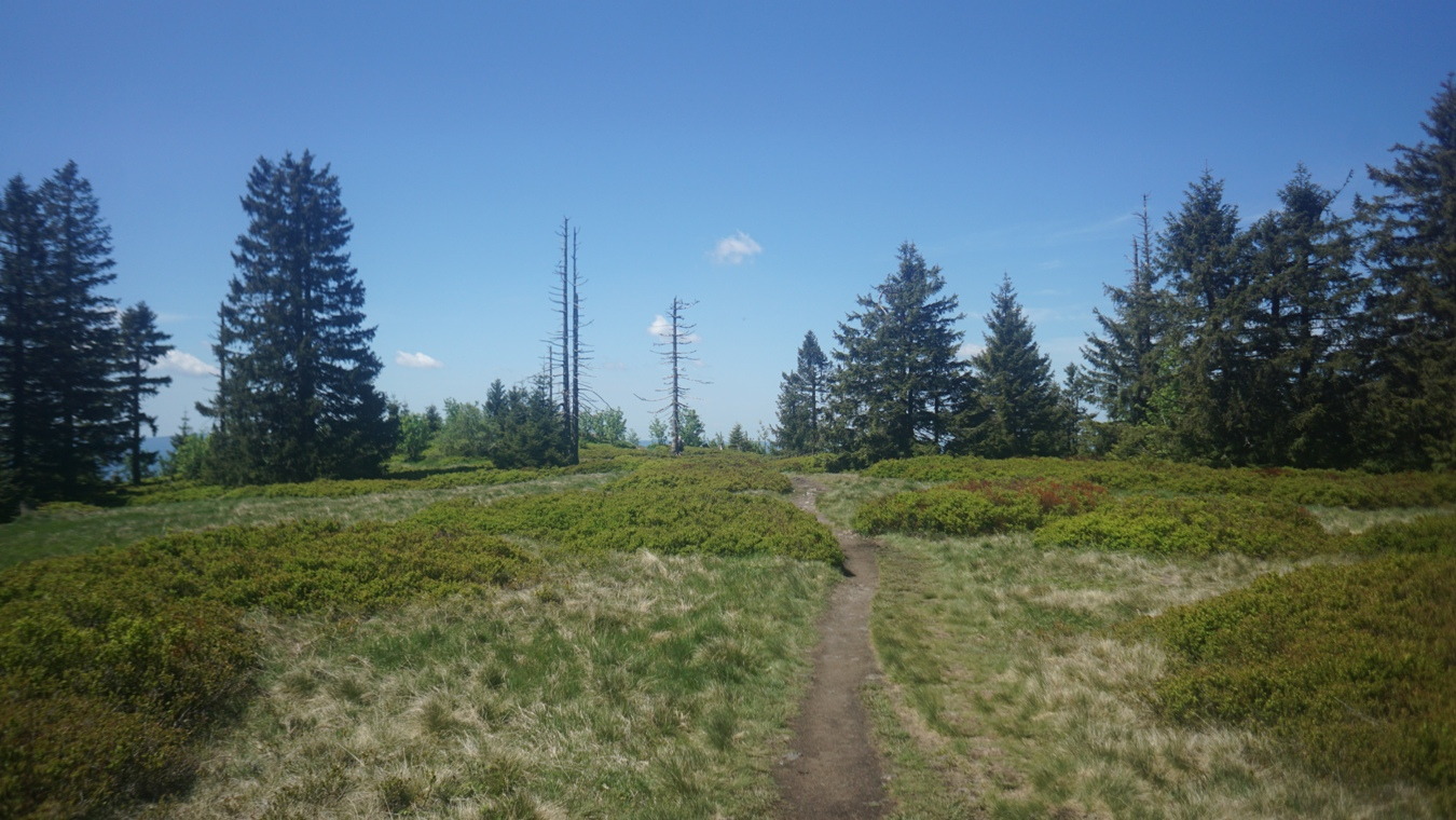 Das Gipfelplateau der Heugstatt im Bayerischen Wald.
