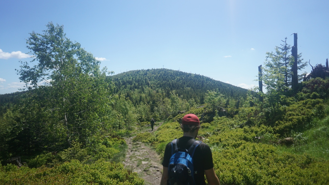 Der Übergang zum Enzian im Bayerischen Wald.