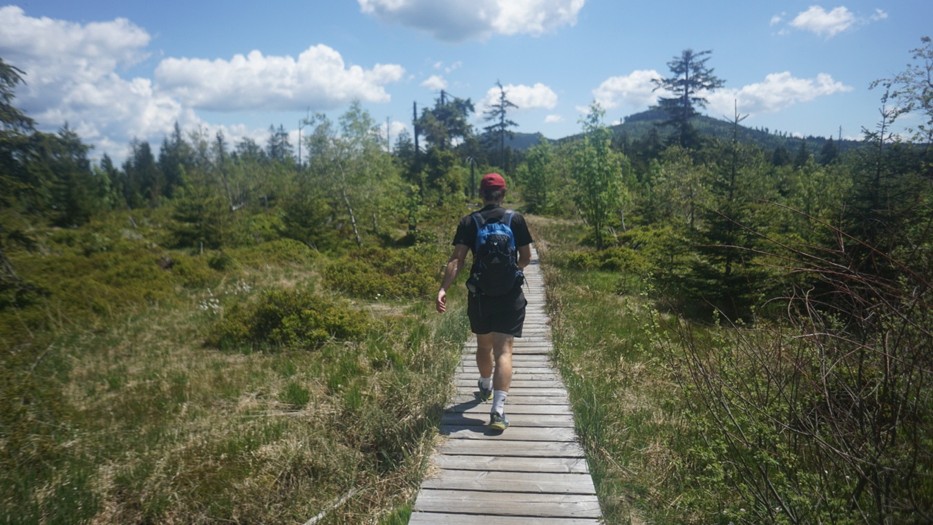 Ein Brettersteg zwischen Enzian und Kleinem Arber im Bayerischen Wald.