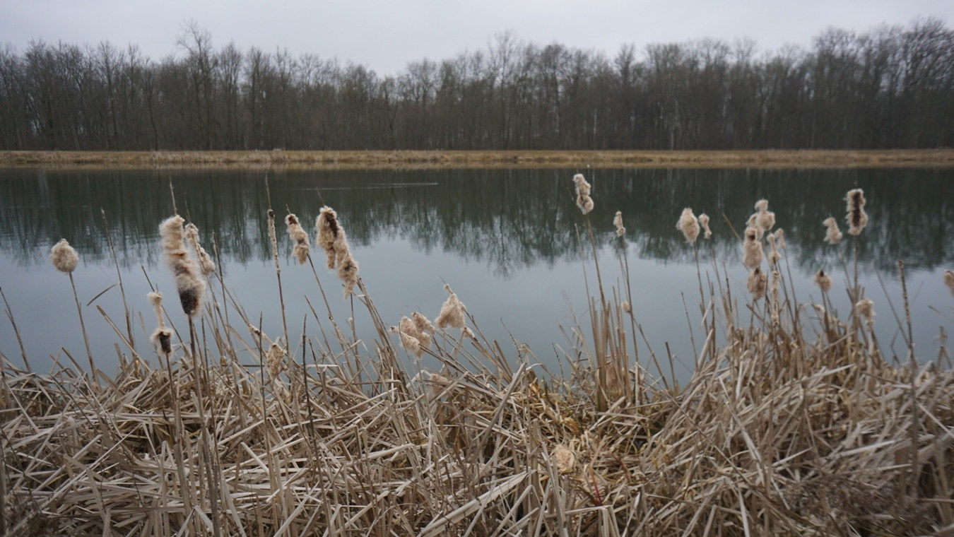 Rohrkolben an der Donau bei Dillingen.